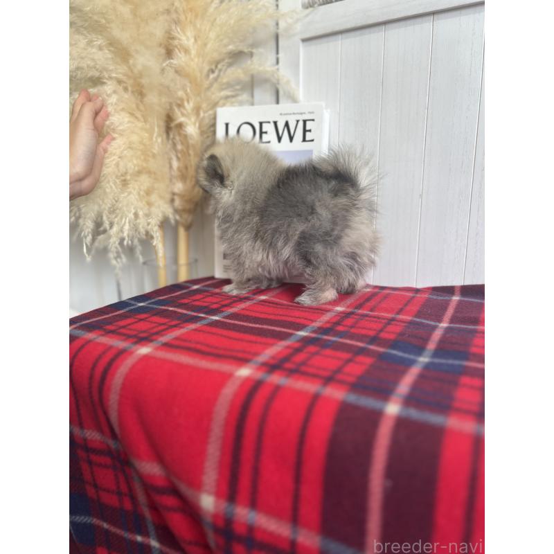 販売中の愛媛県のポメラニアン-427571の4枚目