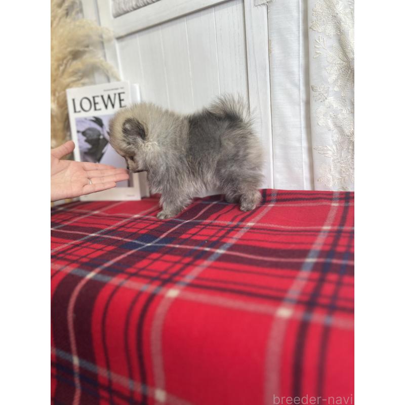 販売中の愛媛県のポメラニアン-427571の3枚目