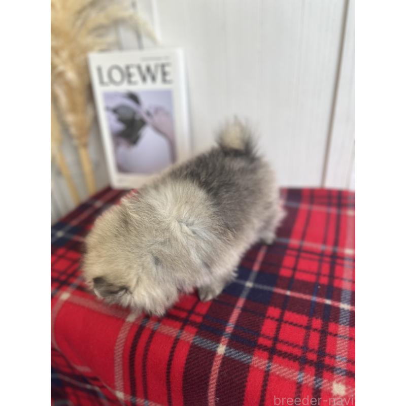 販売中の愛媛県のポメラニアン-427571の2枚目