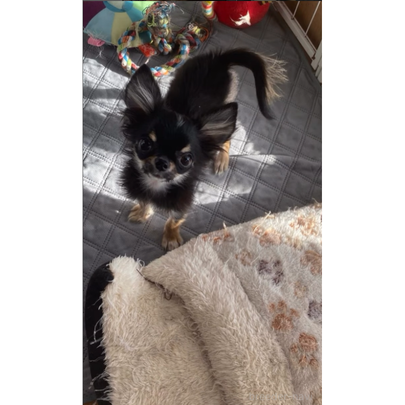 販売中の栃木県のチワワ(ロングコート)-427572