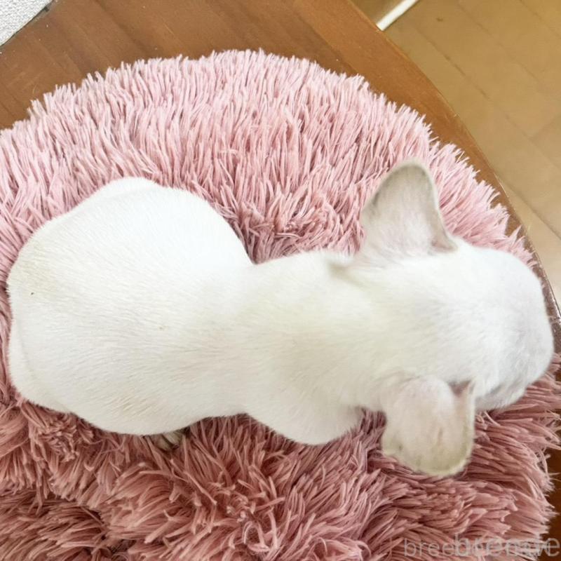 販売中の岡山県のフレンチブルドッグ-427573の5枚目