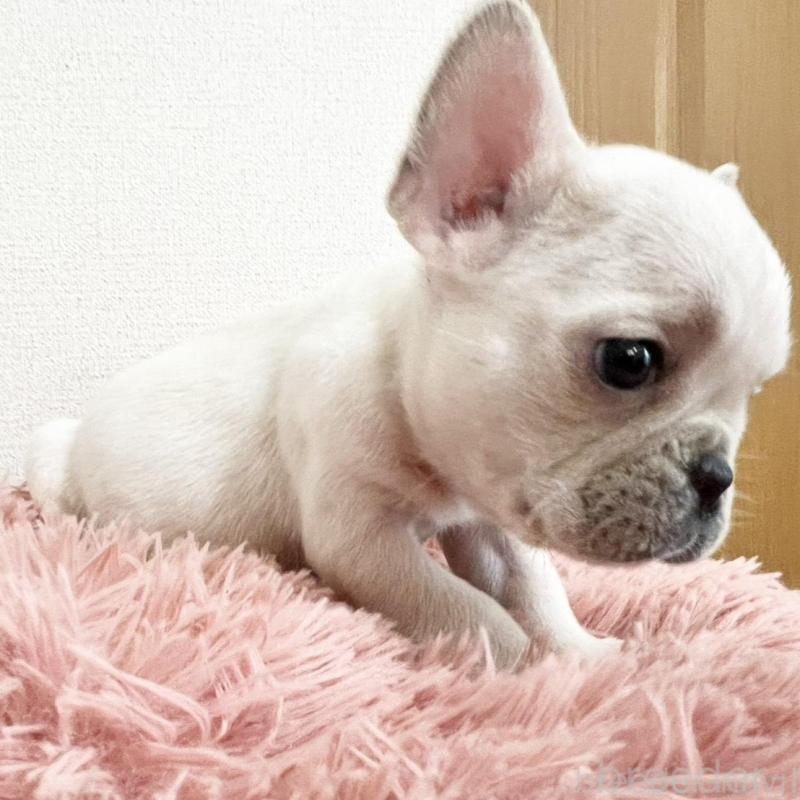 販売中の岡山県のフレンチブルドッグ-427573の4枚目