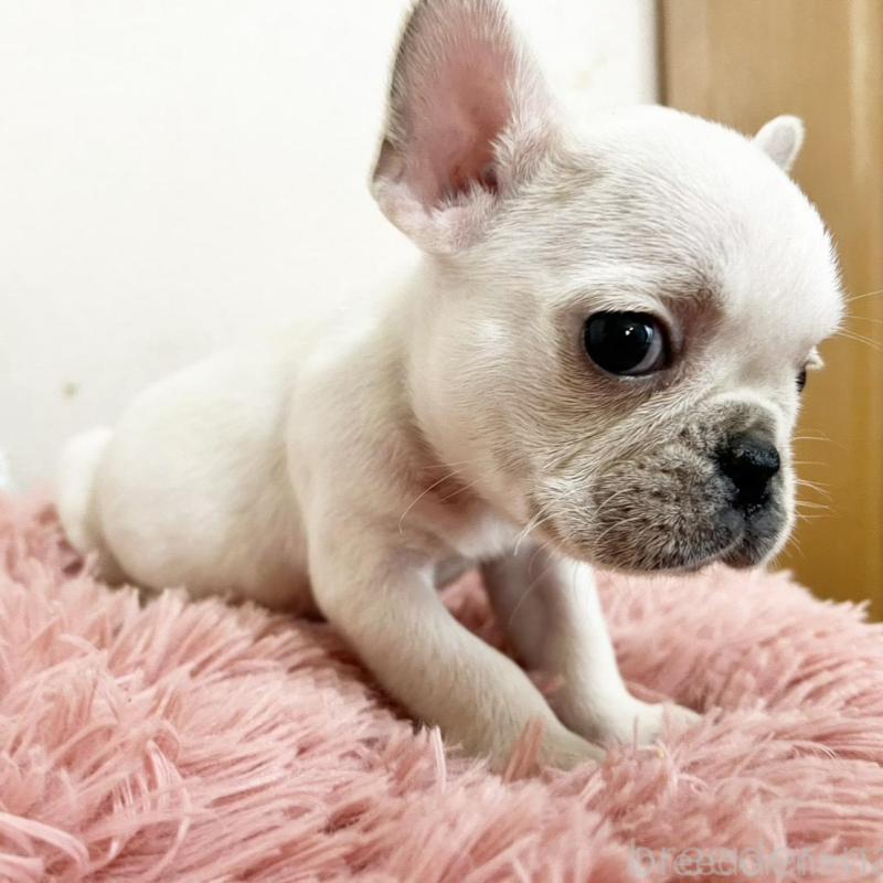 販売中の岡山県のフレンチブルドッグ-427573の2枚目