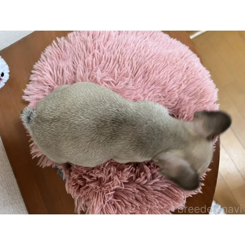 販売中の岡山県のフレンチブルドッグ-427574の6枚目