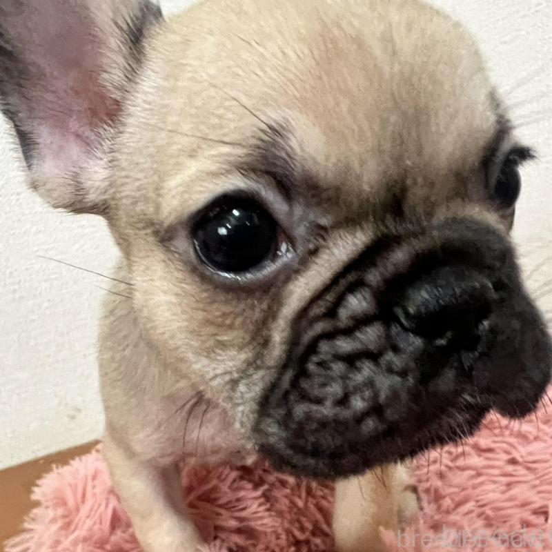 販売中の岡山県のフレンチブルドッグ-427574の5枚目