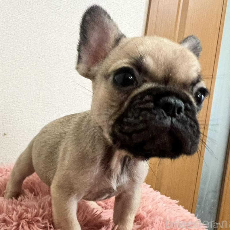 販売中の岡山県のフレンチブルドッグ-427574の4枚目