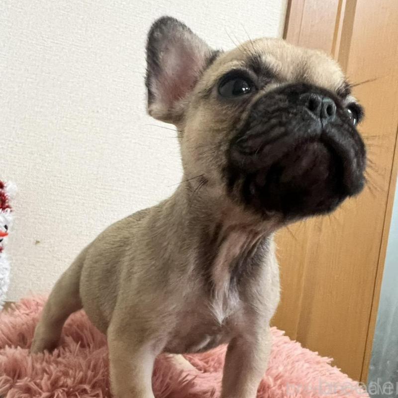 販売中の岡山県のフレンチブルドッグ-427574の3枚目