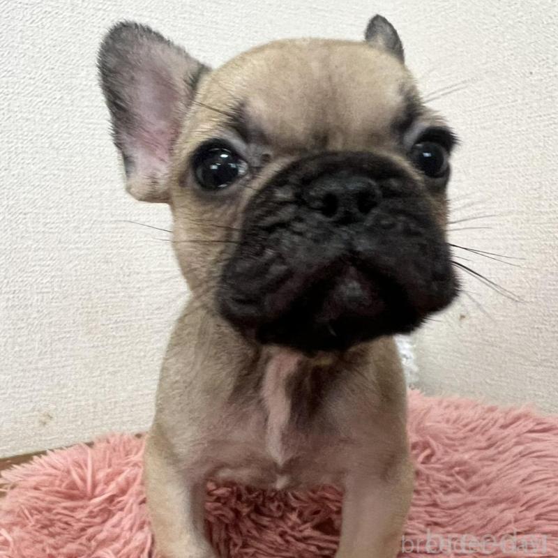 販売中の岡山県のフレンチブルドッグ-427574