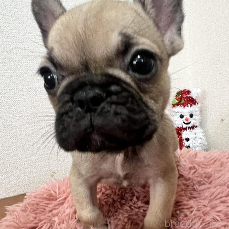 販売中の岡山県のフレンチブルドッグ-427574の2枚目