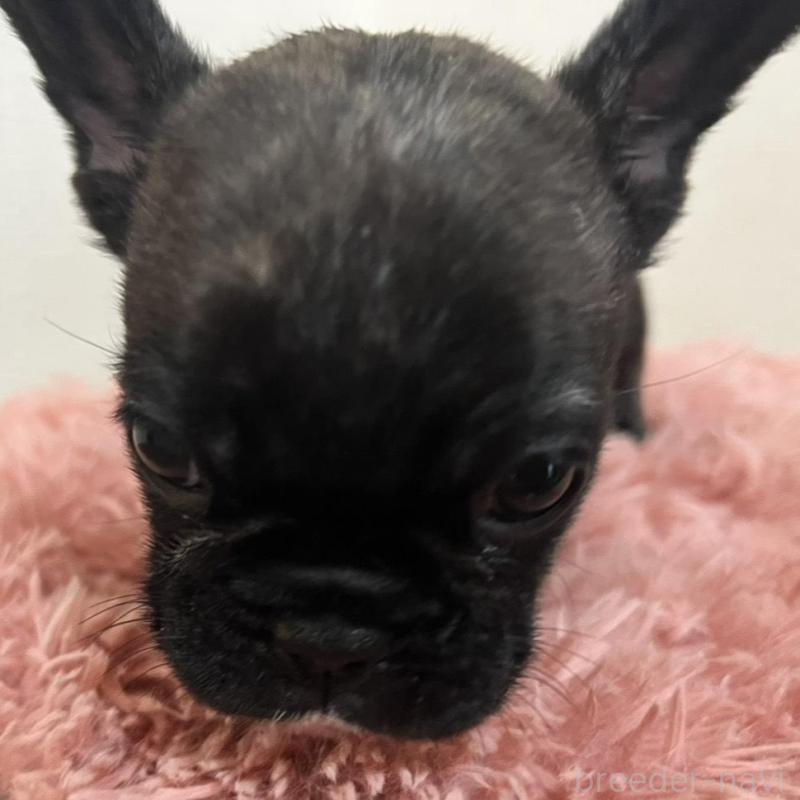 販売中の岡山県のフレンチブルドッグ-427575の5枚目