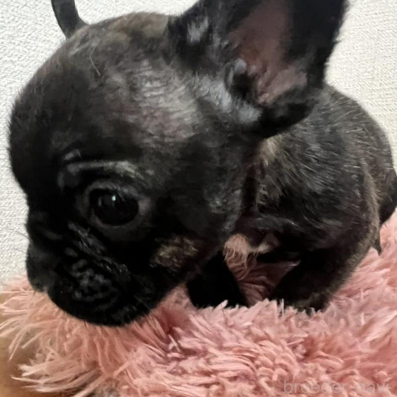 販売中の岡山県のフレンチブルドッグ-427575の4枚目