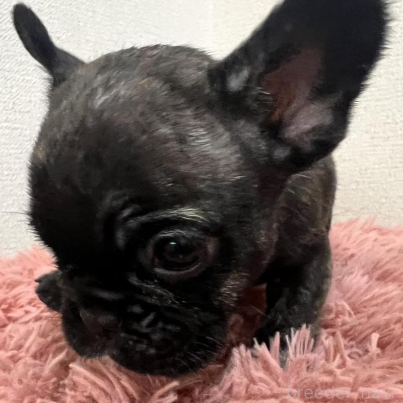 販売中の岡山県のフレンチブルドッグ-427575の3枚目