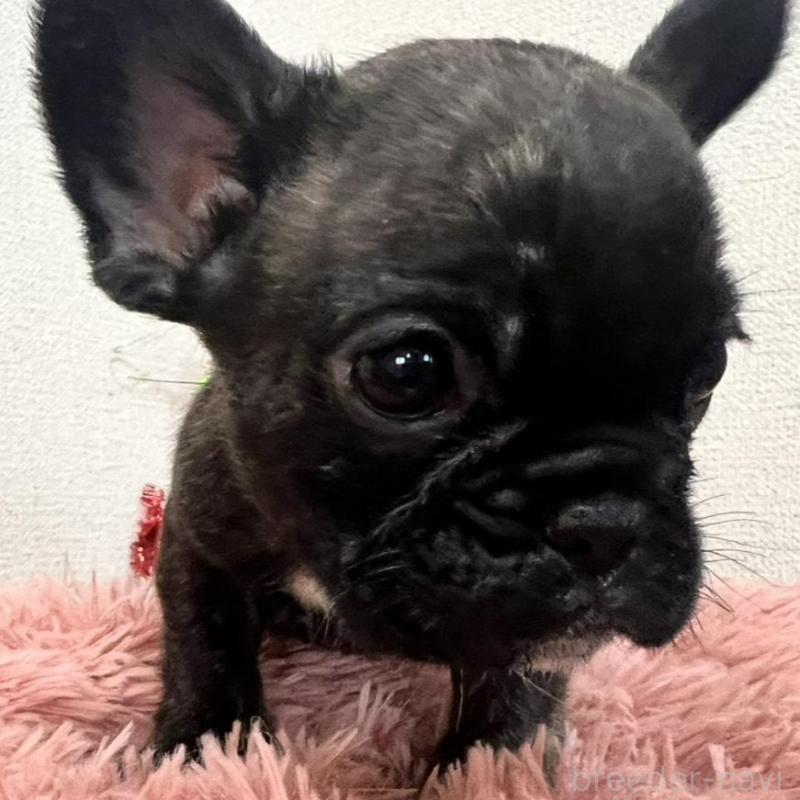 販売中の岡山県のフレンチブルドッグ-427575の2枚目