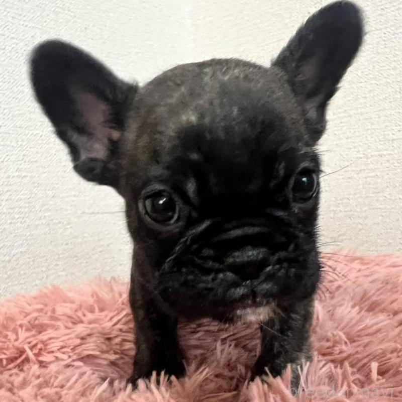 販売中の岡山県のフレンチブルドッグ-427575の1枚目