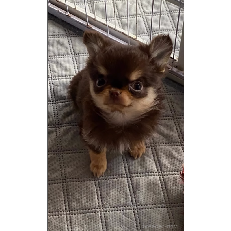 販売中の栃木県のチワワ(ロングコート)-427576の3枚目