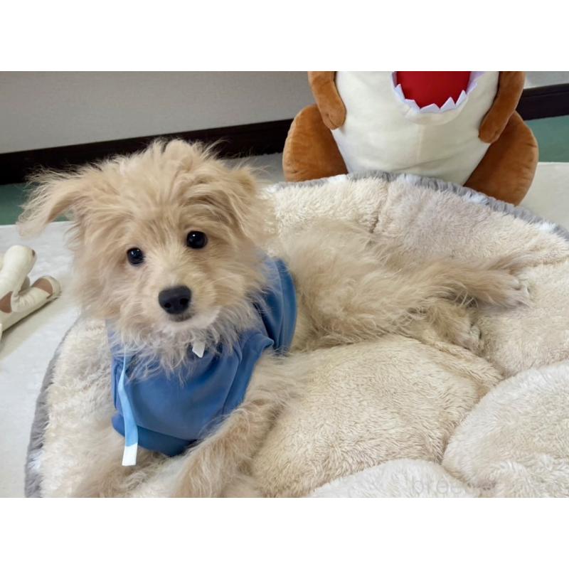 販売中の福岡県のポメプー:ポメラニアン×トイプードル-406552の16枚目