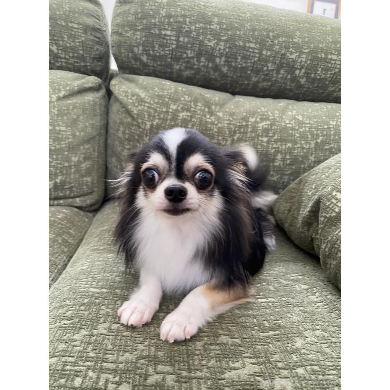 販売中の福岡県のチワワ(ロングコート)-427577の3枚目