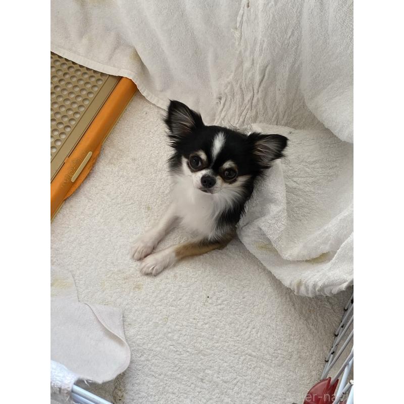 販売中の福岡県のチワワ(ロングコート)-427577の2枚目