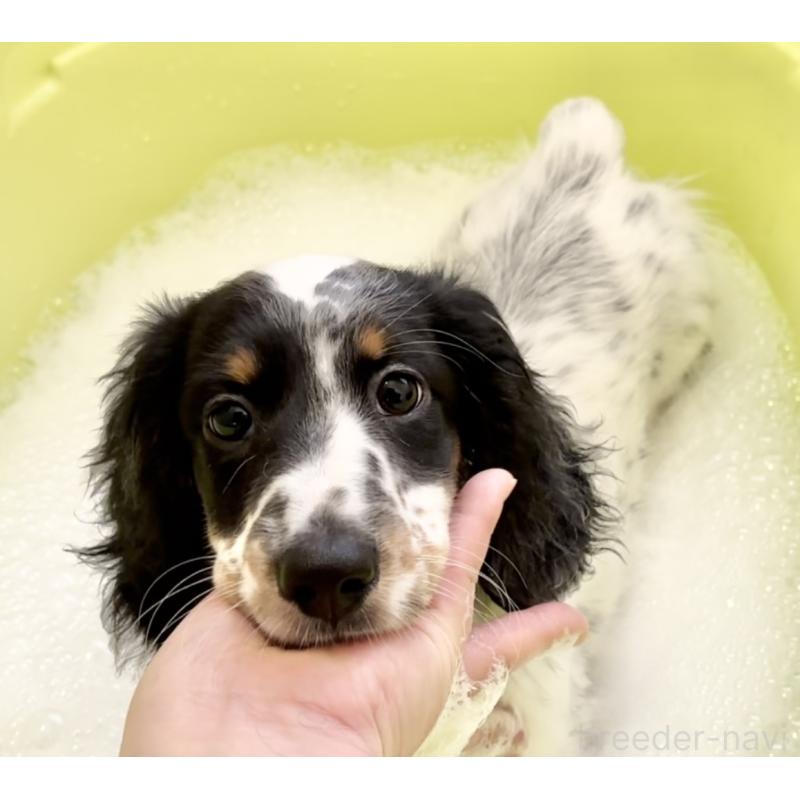 商談中の神奈川県のミニチュアダックスフンド(ロングヘアード)-416620の13枚目