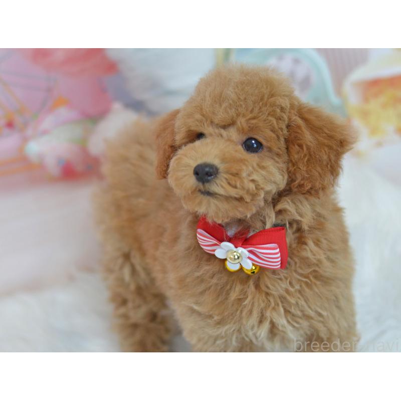 販売中の埼玉県のタイニープードル-418690の6枚目