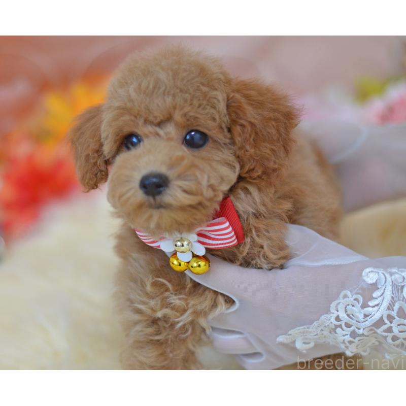 販売中の埼玉県のタイニープードル-418690の5枚目