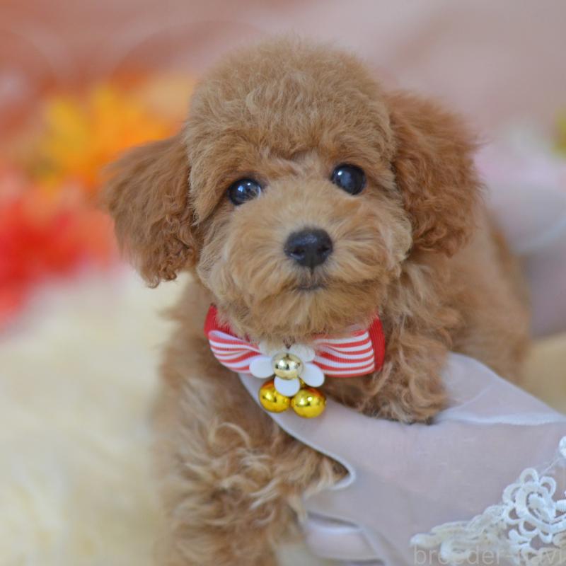 販売中の埼玉県のタイニープードル-418690の4枚目