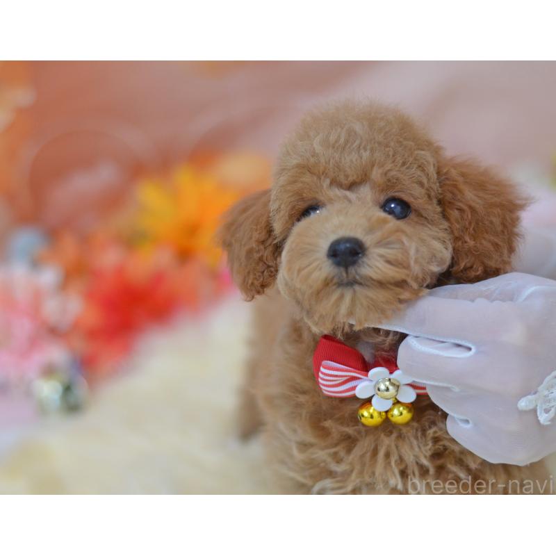 販売中の埼玉県のタイニープードル-418690の3枚目