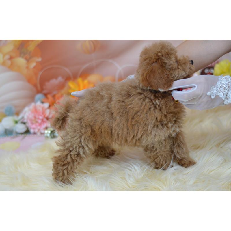 販売中の埼玉県のタイニープードル-418690の2枚目