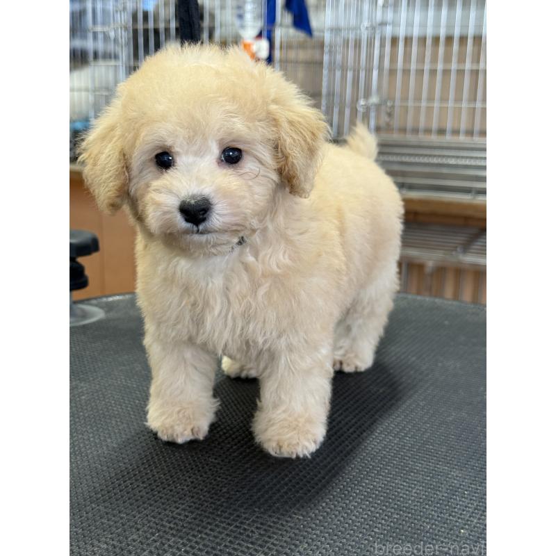 成約済の栃木県のタイニープードル-421729の10枚目