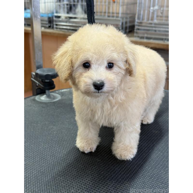 成約済の栃木県のタイニープードル-421729の9枚目