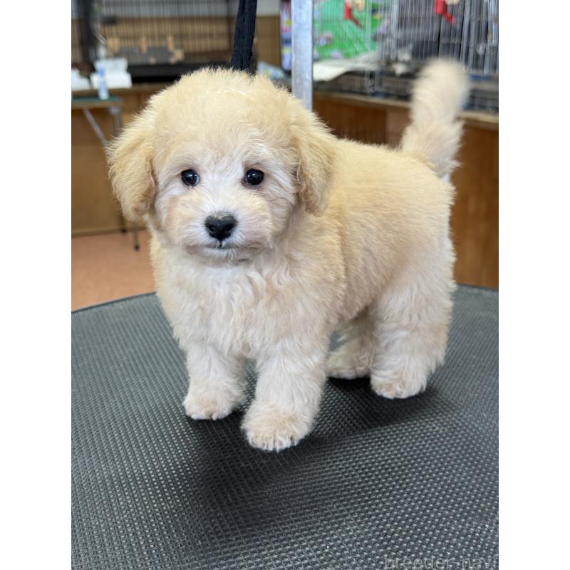 成約済の栃木県のタイニープードル-421729の8枚目