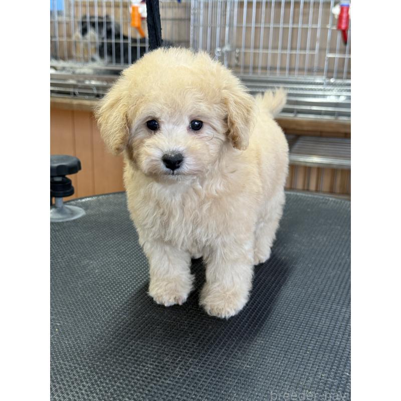 成約済の栃木県のタイニープードル-421729の7枚目