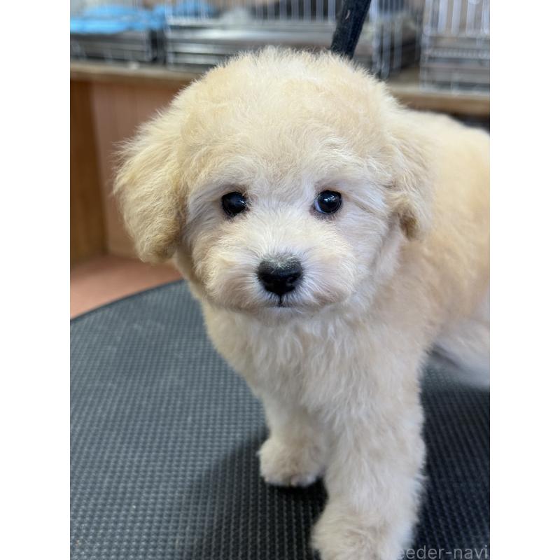 成約済の栃木県のタイニープードル-421729の6枚目