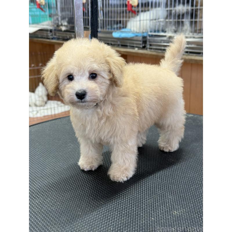 成約済の栃木県のタイニープードル-421729の5枚目