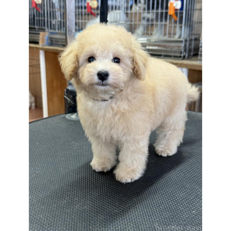 成約済の栃木県のタイニープードル-421729の4枚目