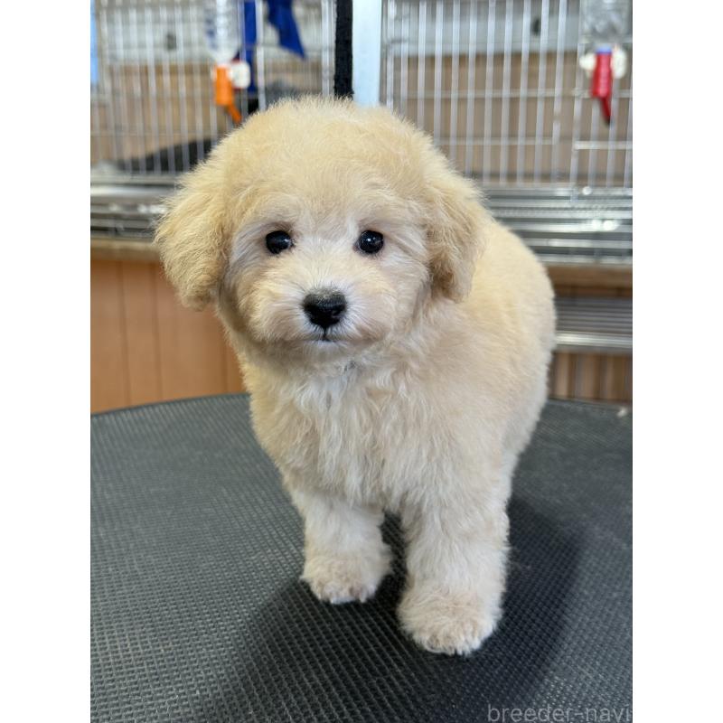 成約済の栃木県のタイニープードル-421729の3枚目