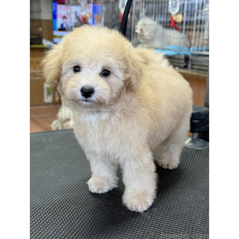 成約済の栃木県のタイニープードル-421729の2枚目