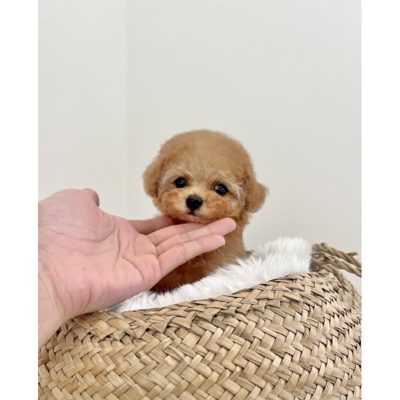 成約済の香川県のティーカッププードル-426987の5枚目