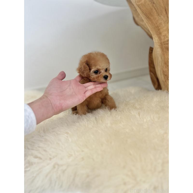 成約済の香川県のティーカッププードル-426987の4枚目