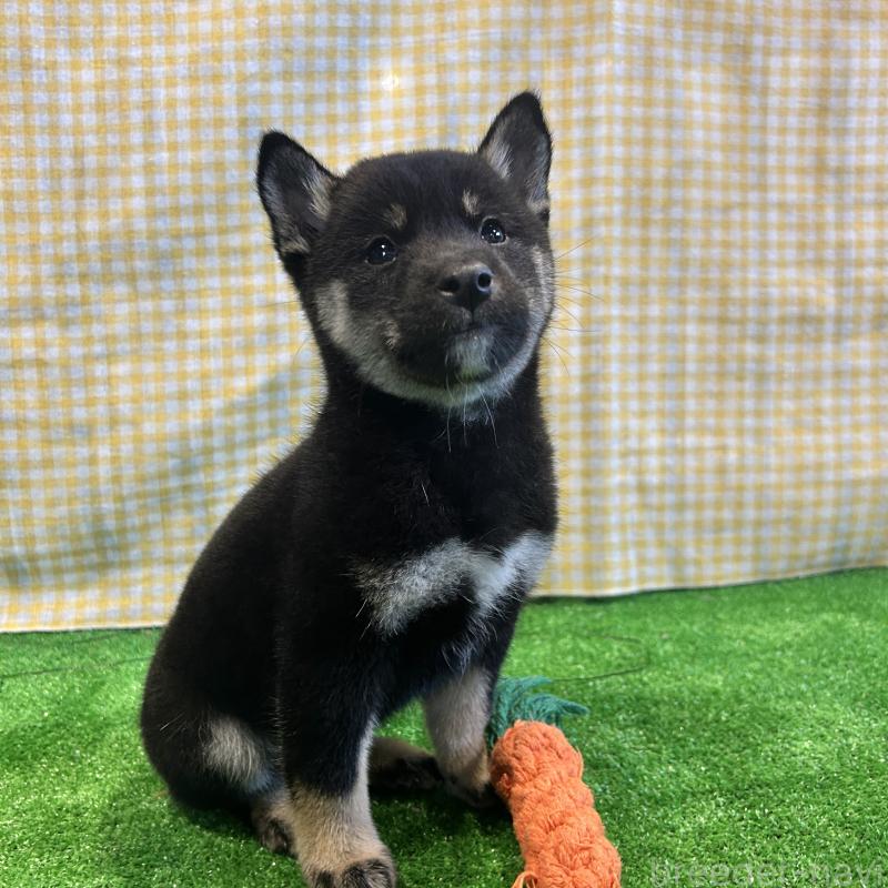 販売中の栃木県の柴犬-427578の18枚目