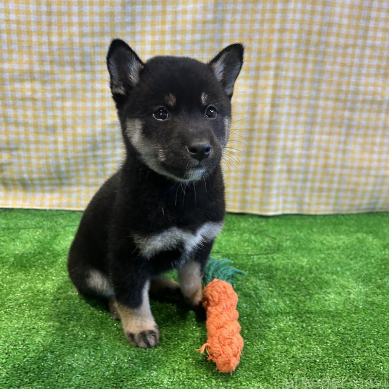 販売中の栃木県の柴犬-427578の17枚目