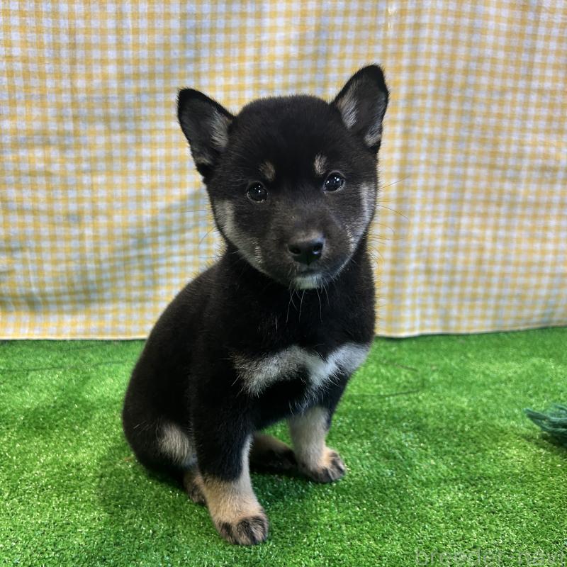 販売中の栃木県の柴犬-427578の16枚目