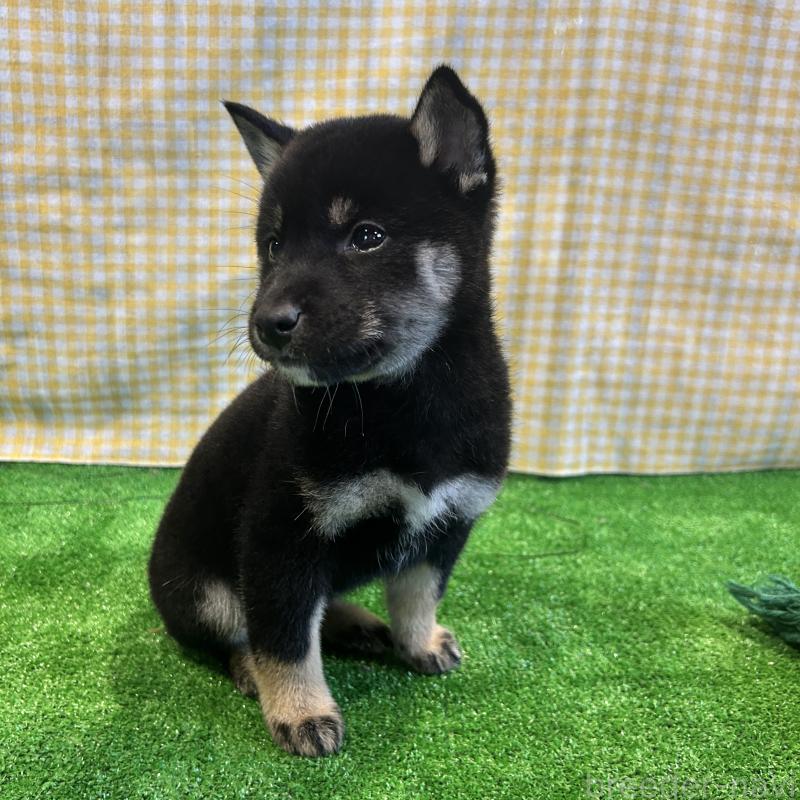 販売中の栃木県の柴犬-427578の15枚目