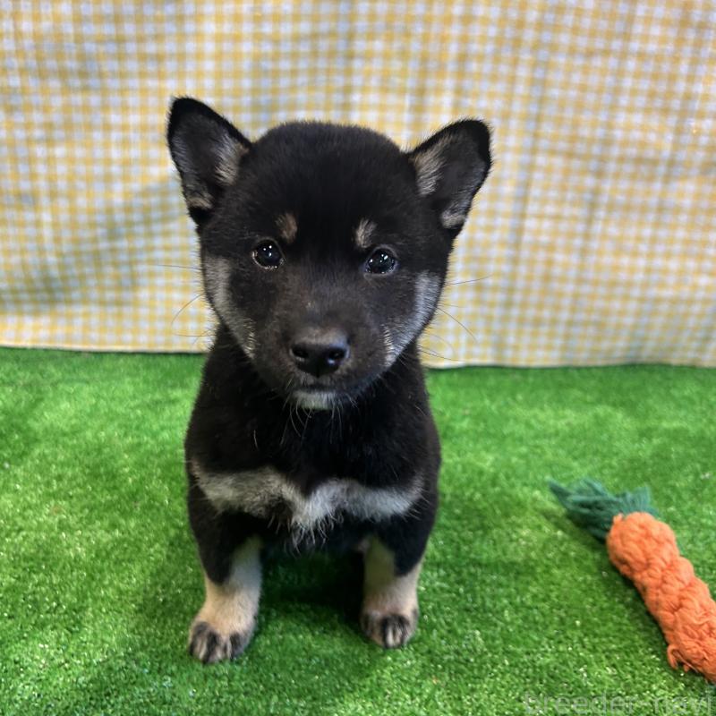 販売中の栃木県の柴犬-427578の14枚目