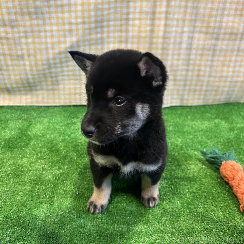 販売中の栃木県の柴犬-427578の13枚目