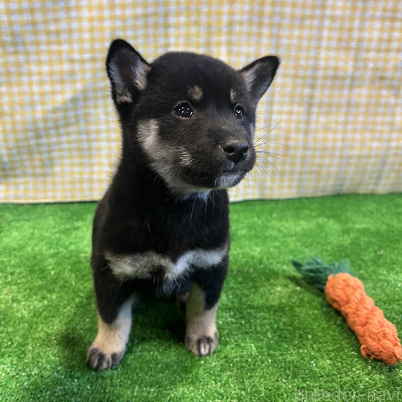 販売中の栃木県の柴犬-427578の12枚目