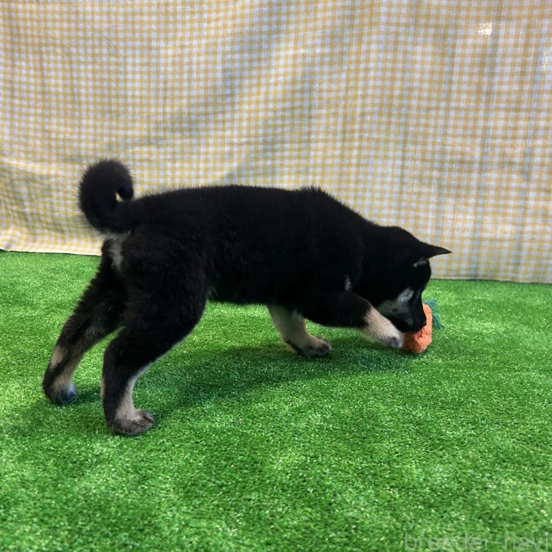 販売中の栃木県の柴犬-427578の11枚目