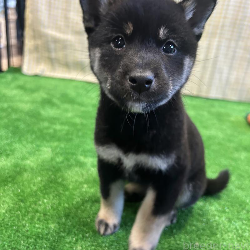 販売中の栃木県の柴犬-427578の10枚目