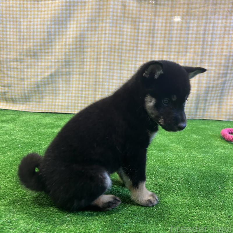 販売中の栃木県の柴犬-427578の9枚目