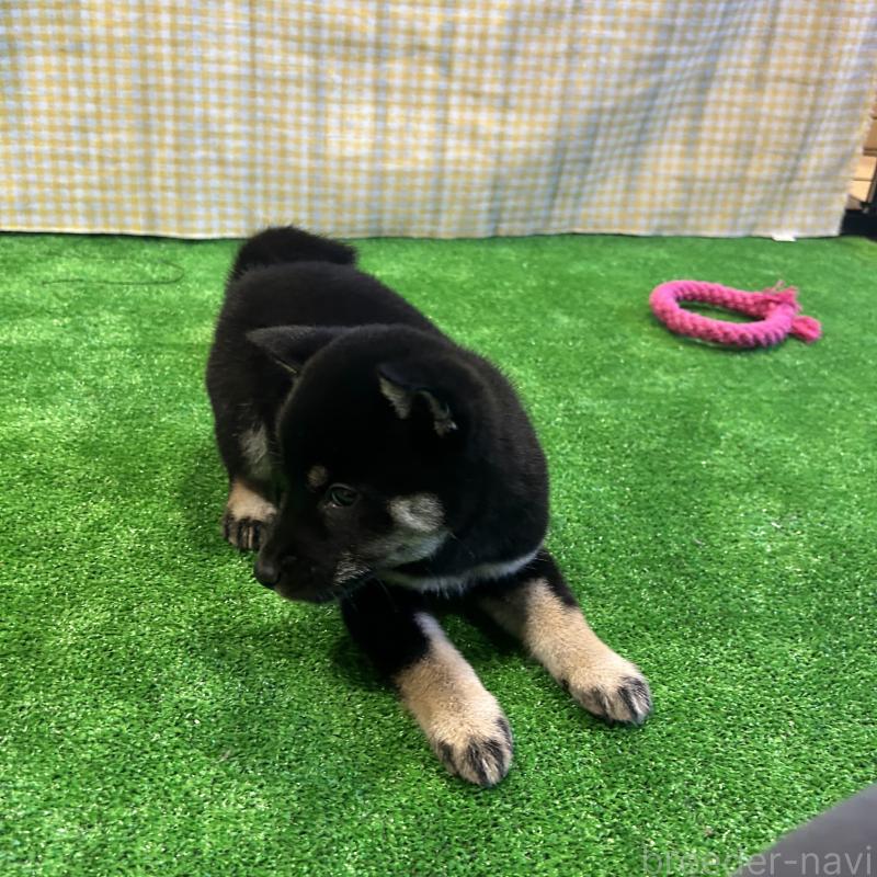 販売中の栃木県の柴犬-427578の8枚目